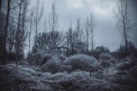 Snowy Forest 4K Wallpaper · winter · 3840×2560