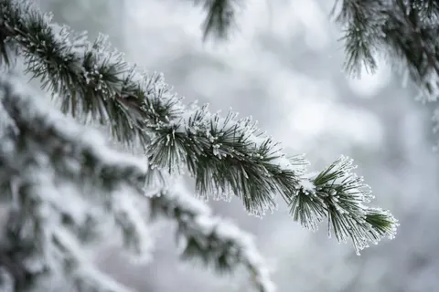 Snowy Forest 4K Wallpaper · winter · 3840×2560