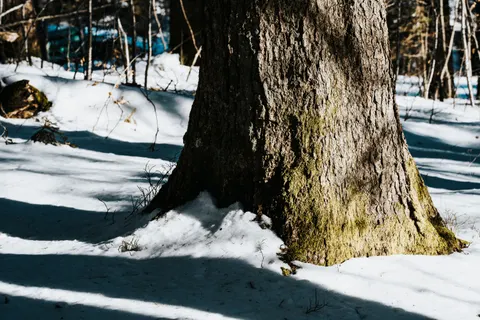 Snowy Forest 4K Wallpaper · winter · 3840×2560