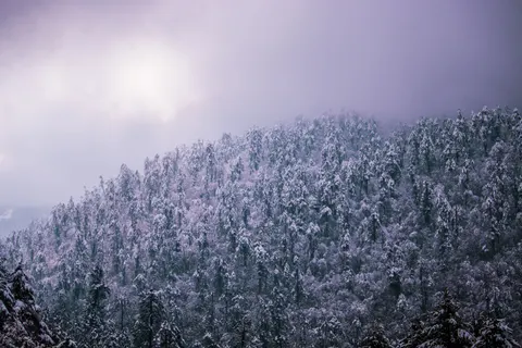 Snowy Forest 4K Wallpaper · winter · 3840×2560