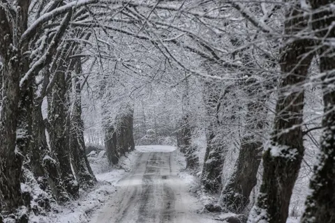 Snowy Forest 4K Wallpaper · winter · 3840×2560