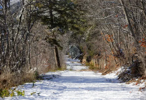 Snowy Forest 4K Wallpaper · winter · 3840×2641