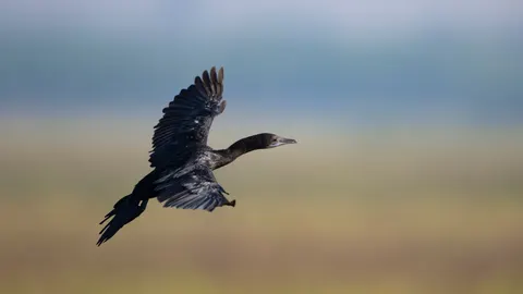 Flying Eagle 4K Wallpaper · birds · 3840×2160