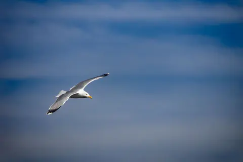 Flying Eagle 4K Wallpaper · birds · 3840×2560