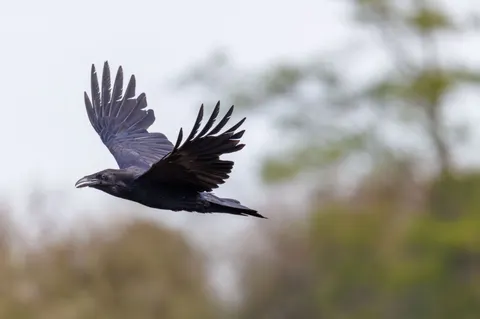 Flying Eagle 4K Wallpaper · birds · 3840×2551
