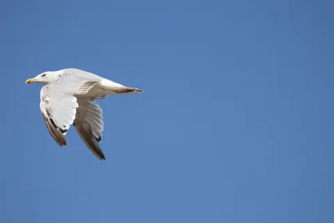 Flying Eagle 4K Wallpaper · birds · 3840×2560