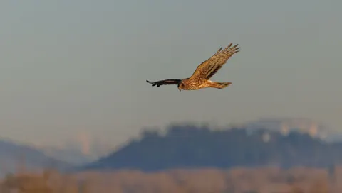 Flying Eagle 4K Wallpaper · birds · 3840×2178