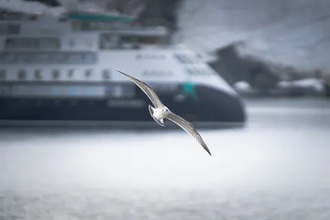 Flying Eagle 4K Wallpaper · birds · 3840×2560