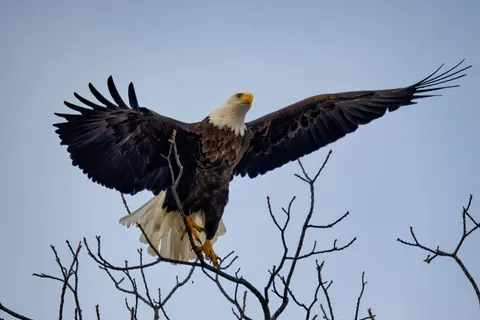 Flying Eagle 4K Wallpaper · birds · 3840×2560