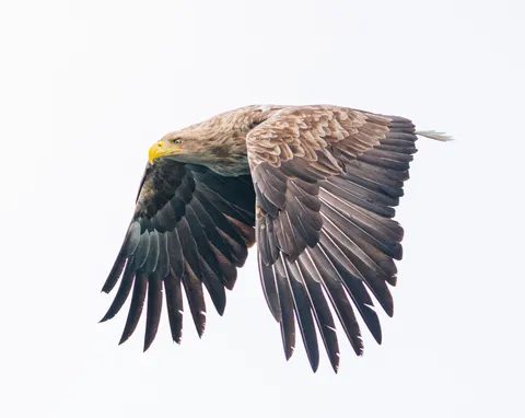 Flying Eagle 4K Wallpaper · birds · 3840×3054