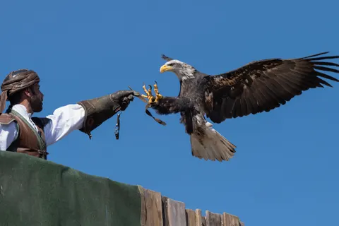 Flying Eagle 4K Wallpaper · birds · 3840×2560