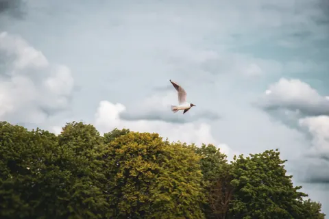 Flying Eagle 4K Wallpaper · birds · 3840×2560