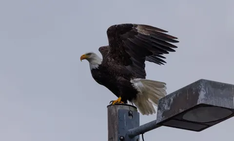 Flying Eagle 4K Wallpaper · birds · 3840×2312