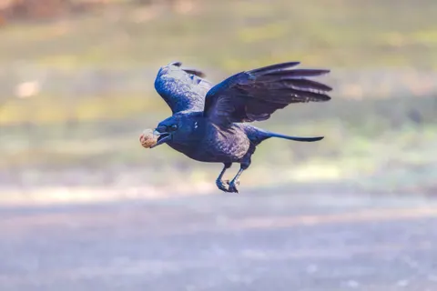 Flying Eagle 4K Wallpaper · birds · 3840×2559