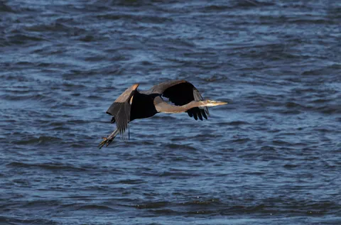 Flying Eagle 4K Wallpaper · birds · 3840×2537