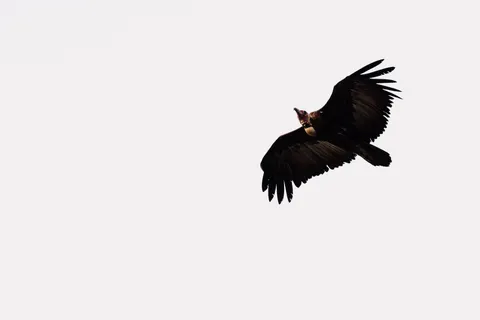 Flying Eagle 4K Wallpaper · birds · 3840×2561