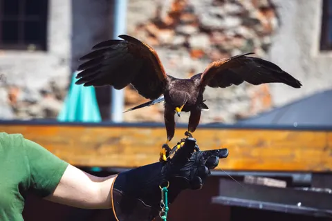 Flying Eagle 4K Wallpaper · birds · 3840×2560
