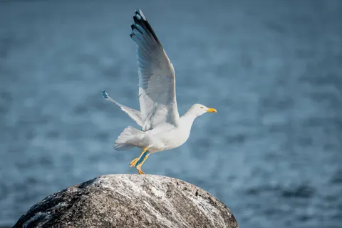 Flying Eagle 4K Wallpaper · birds · 3840×2560