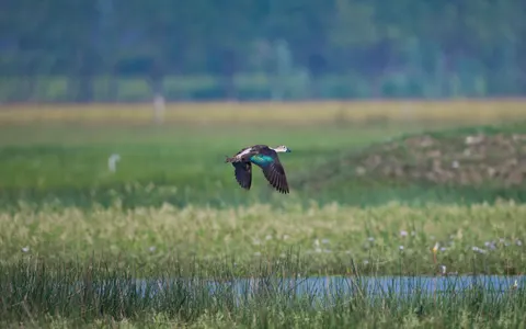 Flying Eagle 4K Wallpaper · birds · 3840×2400
