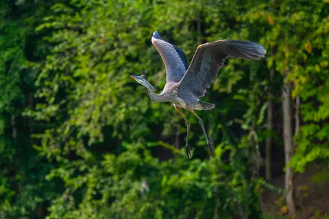 Flying Eagle 4K Wallpaper · birds · 3840×2560