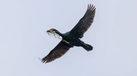 Flying Eagle 4K Wallpaper · birds · 3840×2142