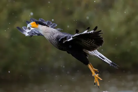 Flying Eagle 4K Wallpaper · birds · 3840×2560