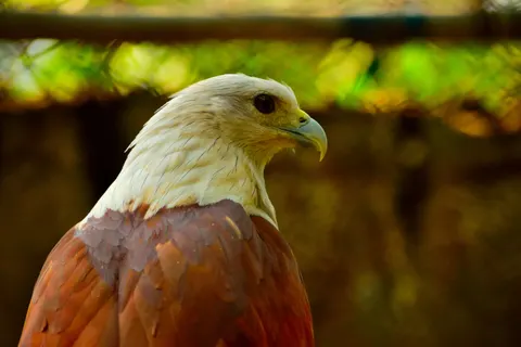 Flying Eagle 4K Wallpaper · birds · 3840×2560
