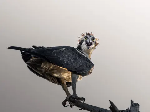 Flying Eagle 4K Wallpaper · birds · 3840×2880