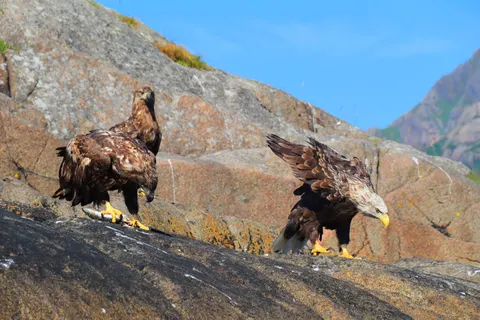 Flying Eagle 4K Wallpaper · birds · 3840×2560