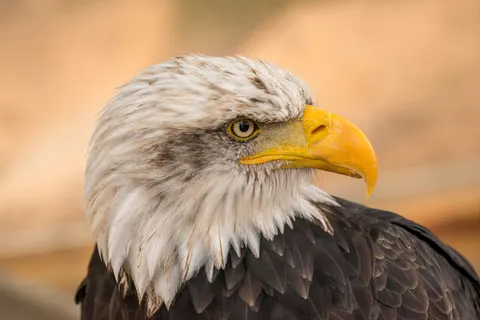 Flying Eagle 4K Wallpaper · birds · 3840×2563