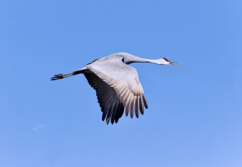 Flying Eagle 4K Wallpaper · birds · 3840×2643