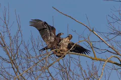 Flying Eagle 4K Wallpaper · birds · 3840×2536