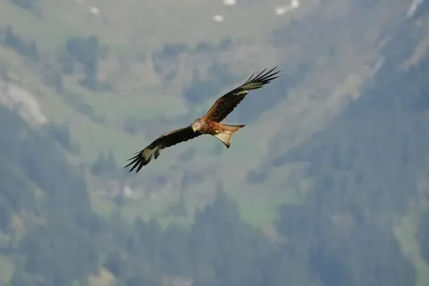 Flying Eagle 4K Wallpaper · birds · 3840×2560