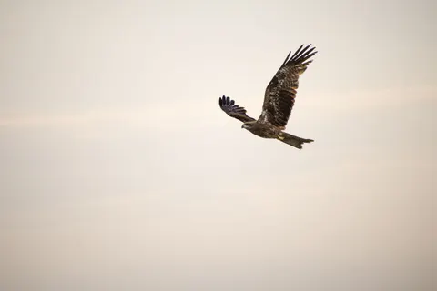 Flying Eagle 4K Wallpaper · birds · 3840×2560