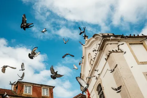 Flying Eagle 4K Wallpaper · birds · 3840×2560