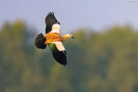Flying Eagle 4K Wallpaper · birds · 3840×2560