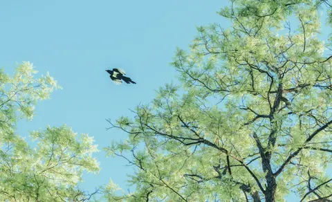 Flying Eagle 4K Wallpaper · birds · 3840×2337