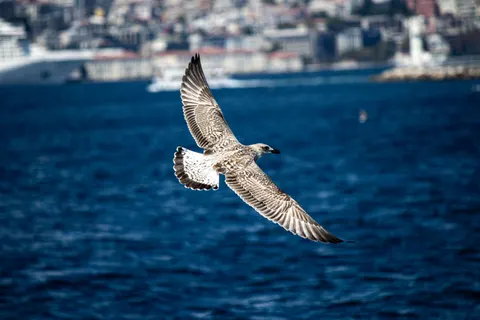Flying Eagle 4K Wallpaper · birds · 3840×2560