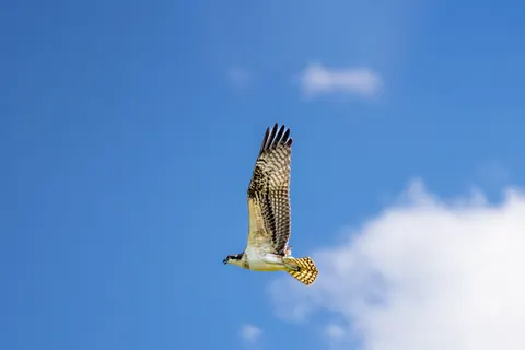 Flying Eagle 4K Wallpaper · birds · 3840×2561