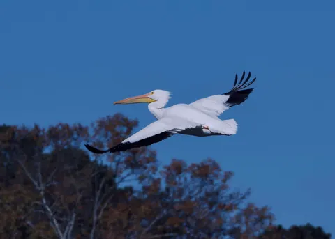 Flying Eagle 4K Wallpaper · birds · 3840×2743