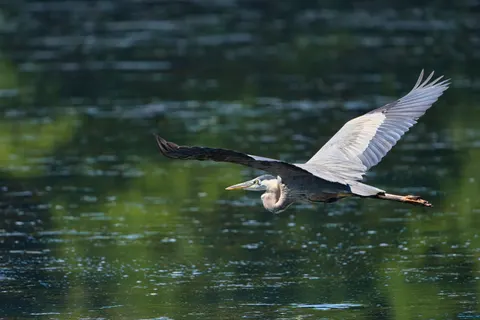 Flying Eagle 4K Wallpaper · birds · 3840×2560
