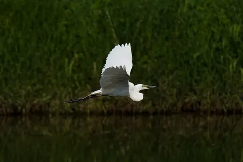 Flying Eagle 4K Wallpaper · birds · 3840×2560