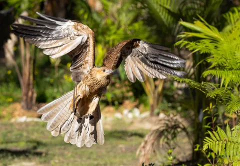 Flying Eagle 4K Wallpaper · birds · 3840×2653