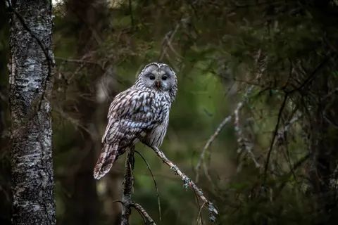 Owl Portrait 4K Wallpaper · birds · 3840×2560