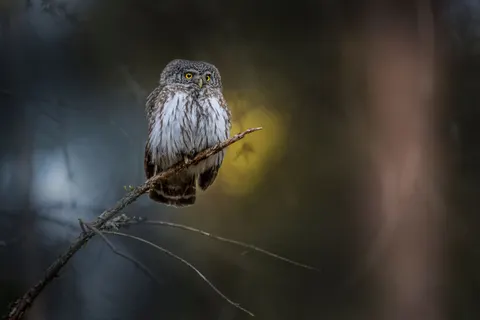 Owl Portrait 4K Wallpaper · birds · 3840×2560