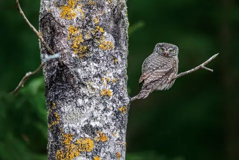Owl Portrait 4K Wallpaper · birds · 3840×2566