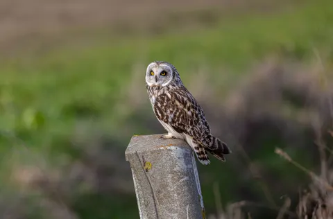 Owl Portrait 4K Wallpaper · birds · 3840×2527