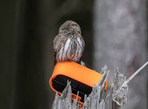 Owl Portrait 4K Wallpaper · birds · 3840×2828