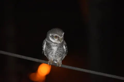 Owl Portrait 4K Wallpaper · birds · 3840×2560