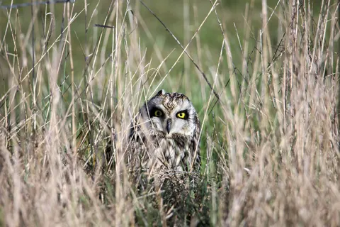 Owl Portrait 4K Wallpaper · birds · 3840×2560